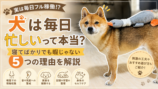 犬は毎日忙しいって本当？寝てばかりでも暇じゃない5つの理由を解説