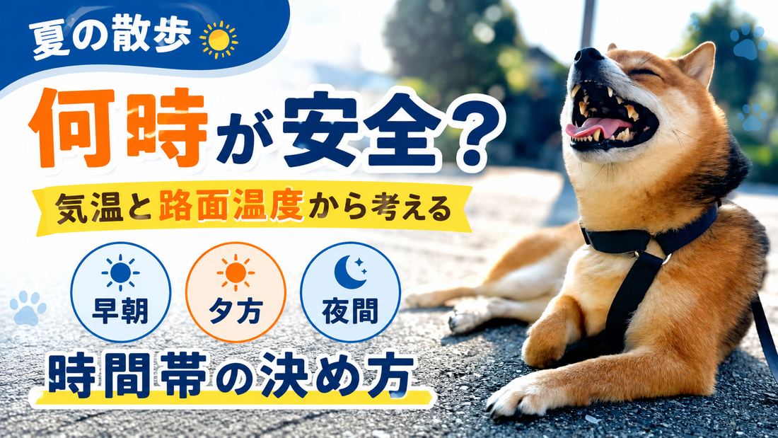 犬の夏散歩は何時が安全？気温・路面温度から考えるおすすめの時間帯　