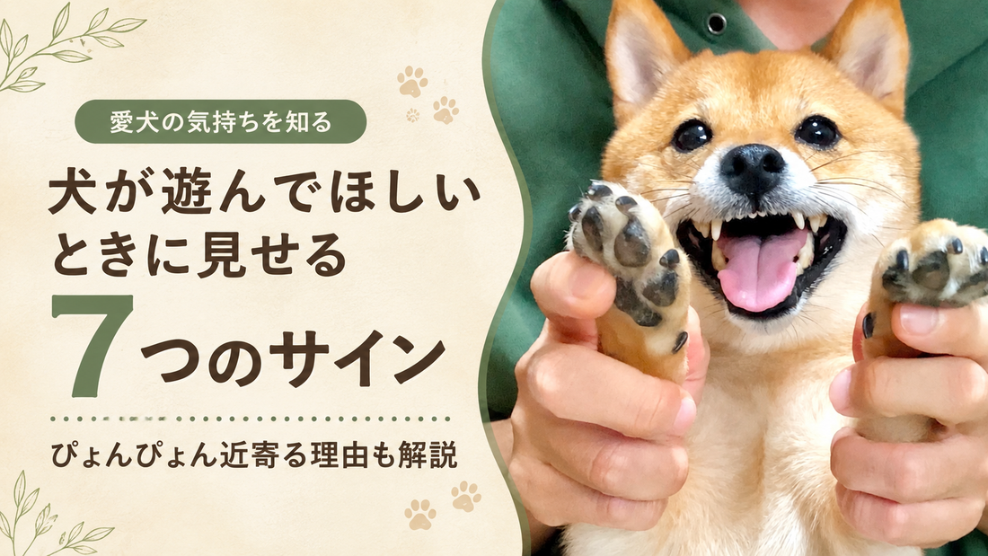 犬が「遊んでほしい」ときに見せる7つのサインとは？見分け方と付き合い方を解説