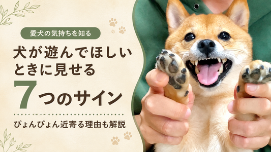 犬が「遊んでほしい」ときに見せる7つのサインとは？見分け方と付き合い方を解説