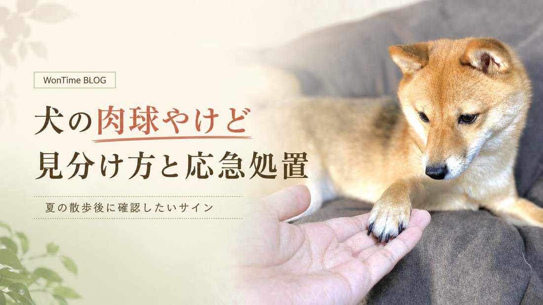 犬の肉球やけどの見分け方｜症状・応急処置・夏の散歩対策