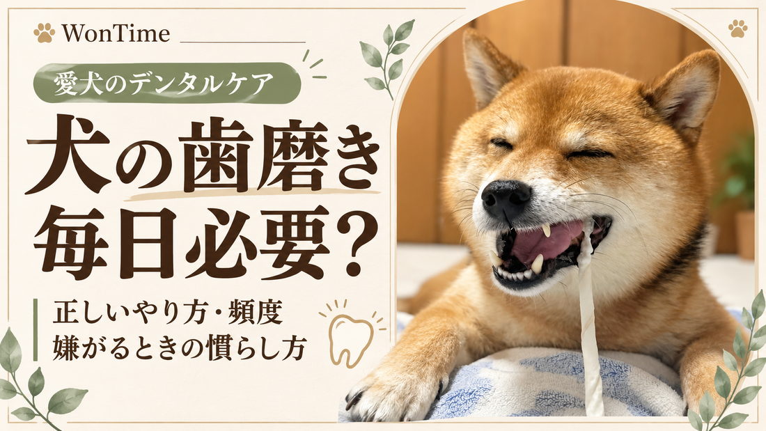 犬の歯磨きは毎日必要？正しいやり方・頻度と嫌がるときの対処法